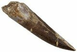 Large, Fossil Plesiosaur (Zarafasaura) Tooth - Morocco #354715-1